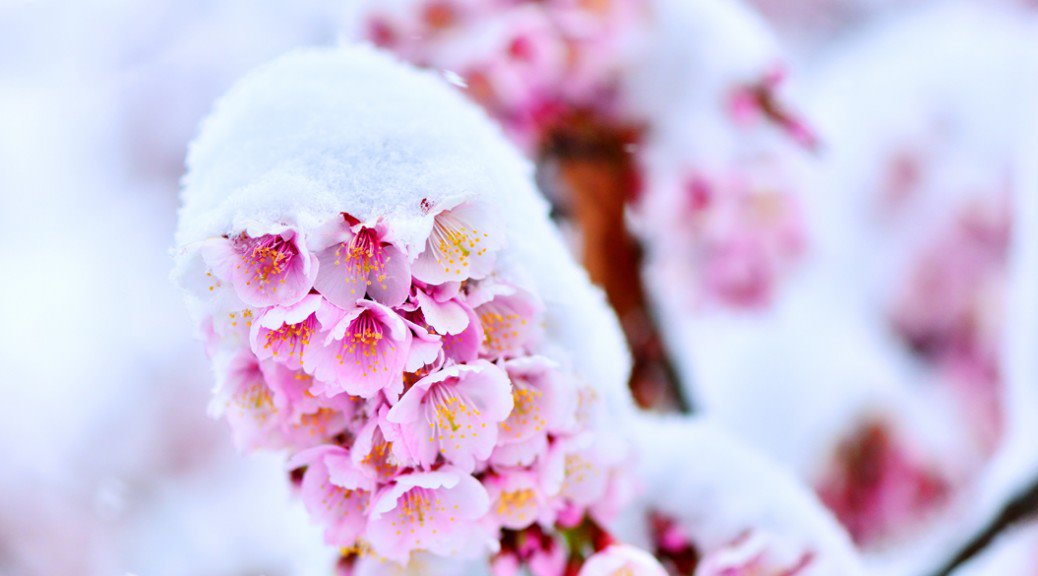150411_snow-cherry-blossom-1038x576.jpg