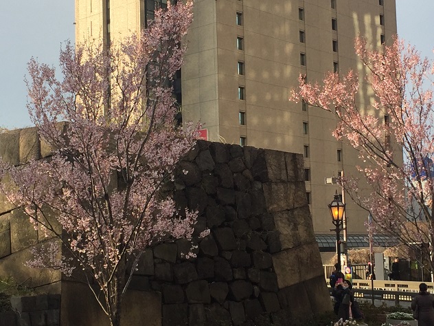 sakura.jpg